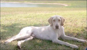 Photograph of Romeo, the dog the law is named after. Photo credits unknown.