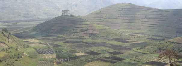 Rwandan crops will also benefit from the proposed plan from the Alliance for a Green Revolution in Africa Rwanda crops