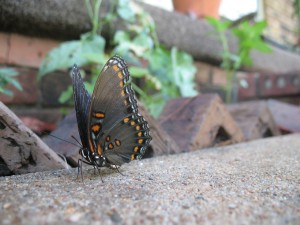 butterfly_2000 A purty butterfly on the front walkway